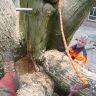 De treeworker trof hoger in de boom gaten aan met rot hout